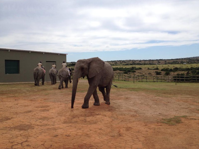 De vier olifantjes waarop we gingen rijden
