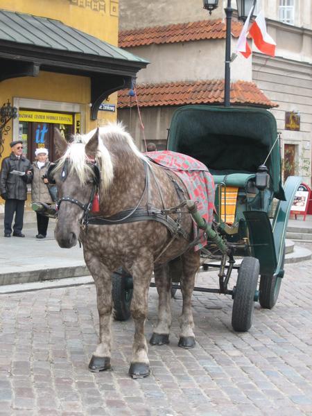 Polish draught horse carrying beer!