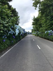 La route bordée d’hortensias