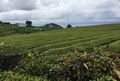 Plantation de thé à Maia