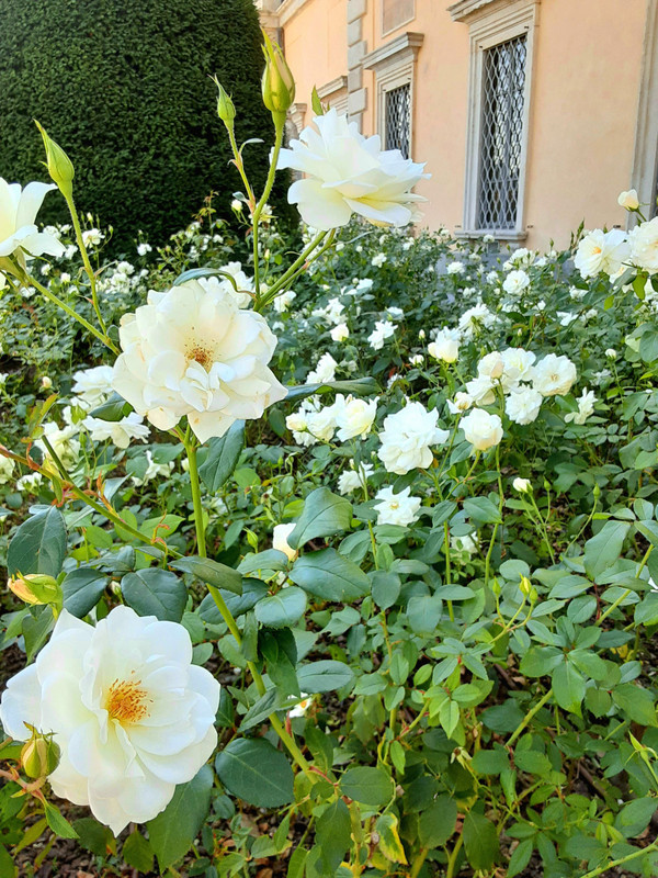 Parterre de roses blanches