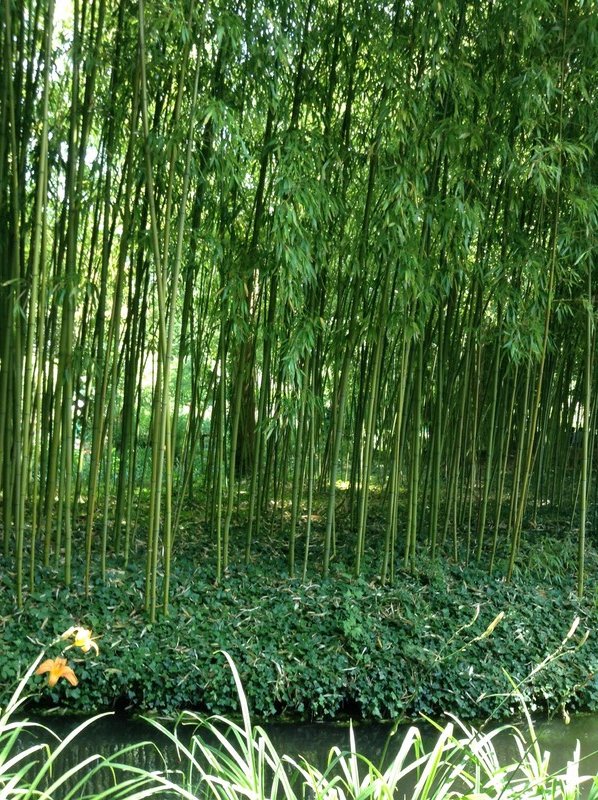 Le jardin de bambou