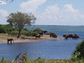 Chobe nasjonalpark, Botswana