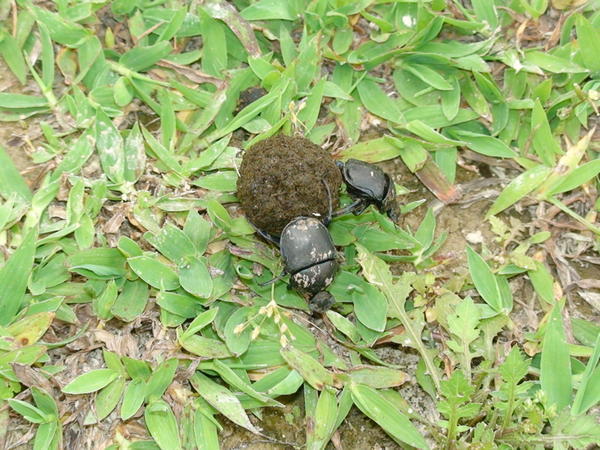 dung beetles in the rice fields