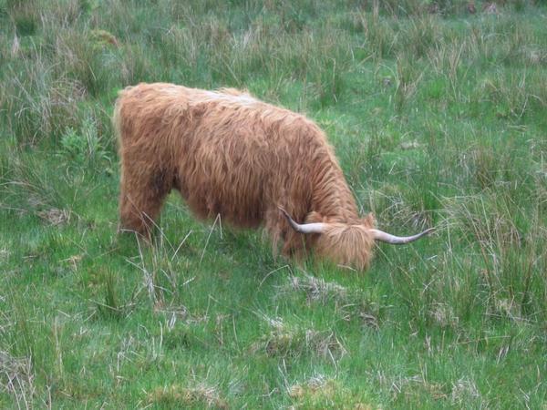 A hairy coo