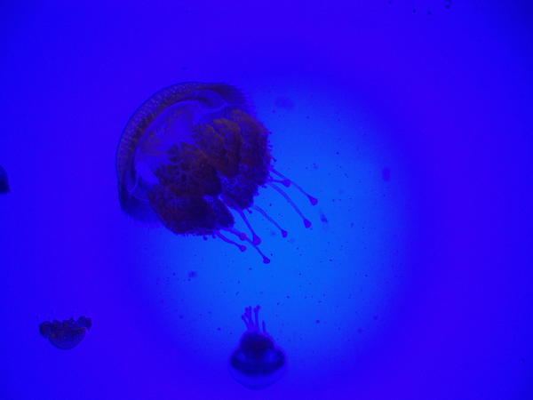 JellyFish (picture by MC)