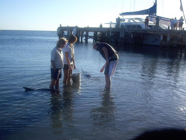 Chris Feeding Dolphin
