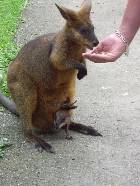 Wallaby and baby