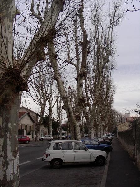 beautiful trees on a pretty street