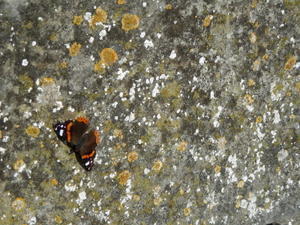 a butterfly on the bridge