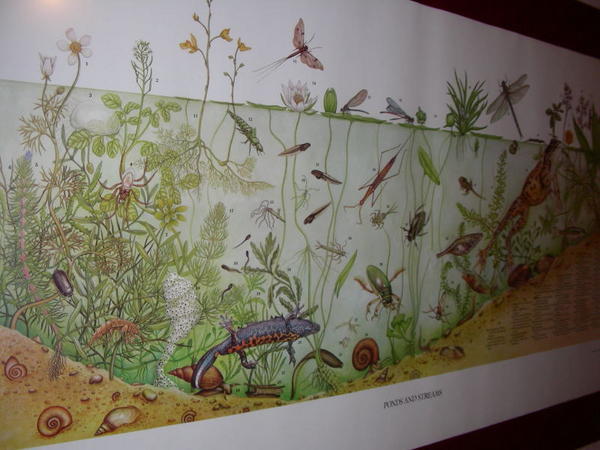 a picture of amphibians and insects that i like. it was in the bathroom