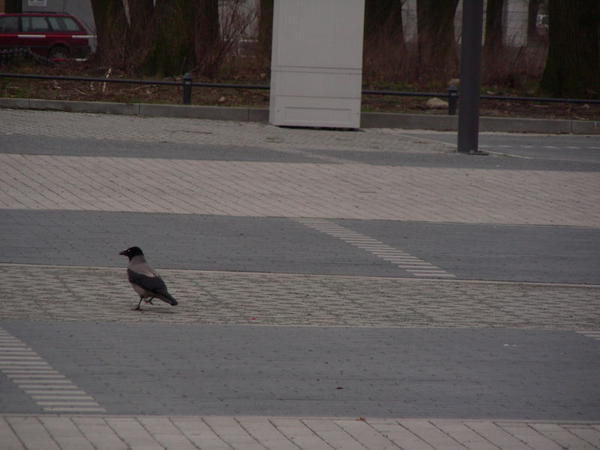 lots of these birds were everywhere in berlin. they must be the starlings of germany