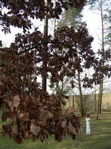 another oak tree