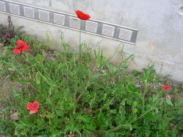 poppies! near the building i take classes in