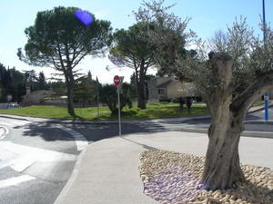 an olive tree and a park near andrea's home