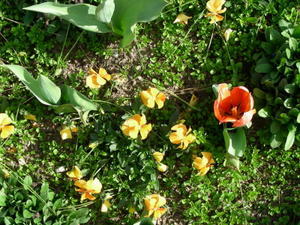 flowers in march
