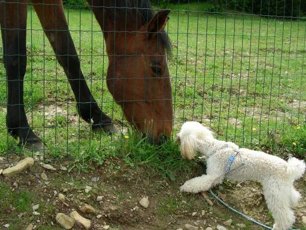 the horse has met a friend
