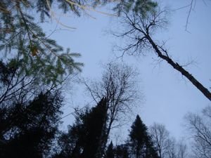 looking up and out of hemlock ravine
