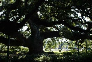 Oh, hello, 450 year-old live oak