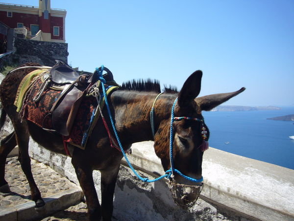 This Donkey followed me