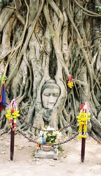 Buddha Head Entwined in Tree Branches