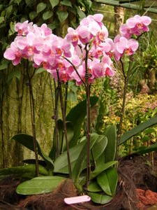 A Group of Orchids