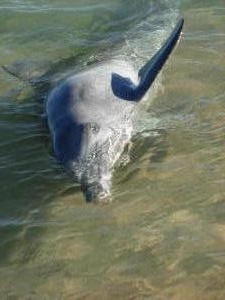 Dolphin Encounter