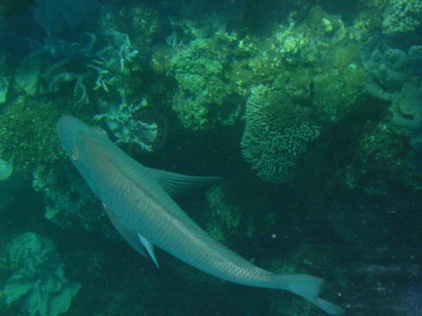 Fish at Ningaloo