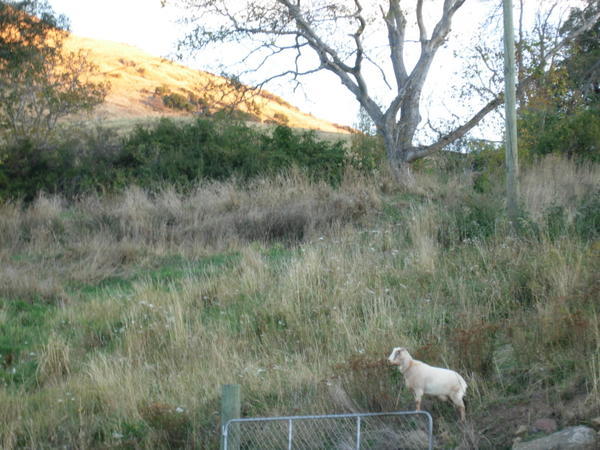 Journey to Akaroa - Our First Sheep!