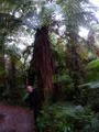 Nk in Temperate Rainforest