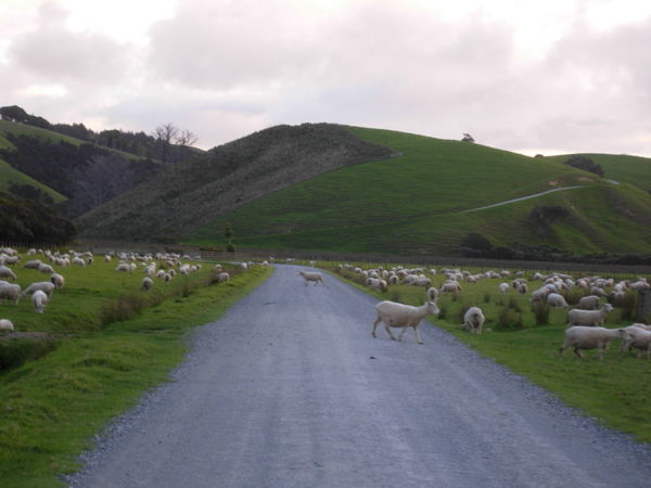 Sheep Crossing!