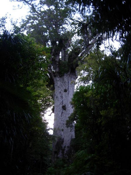 Tallest Kauri Tree in Nz