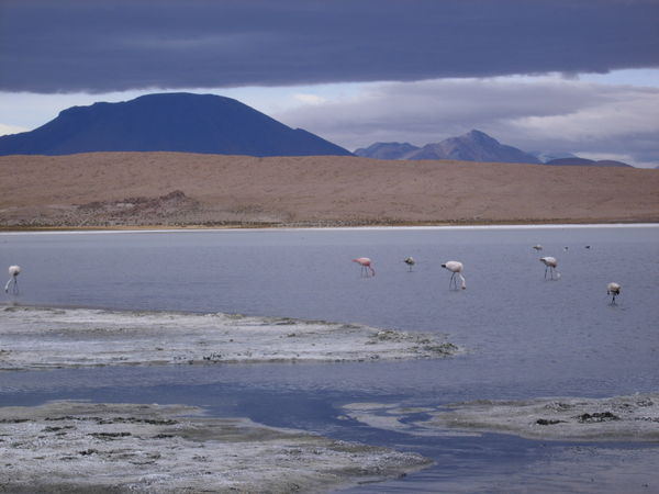 Flamingoes in Lake