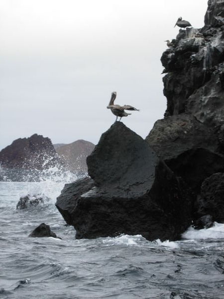 Pelican on Pinnacle Rock