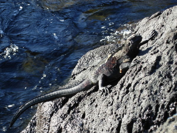 Iguanas - North Seymour