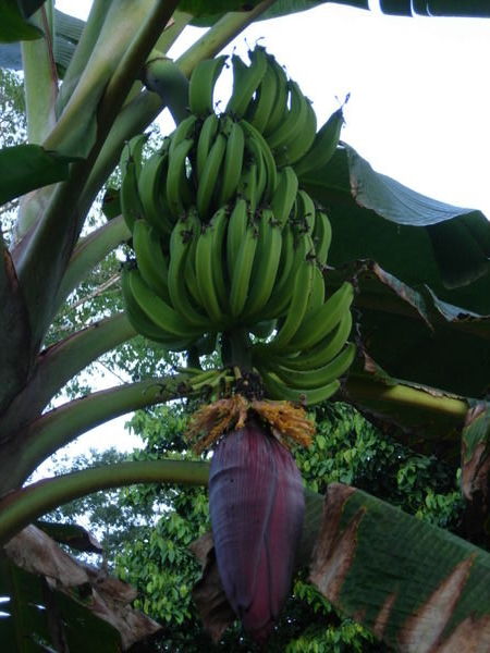 Bananas on the Menu