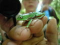 Little Green Frog 
