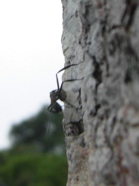 Giant Conga Ant on Tree