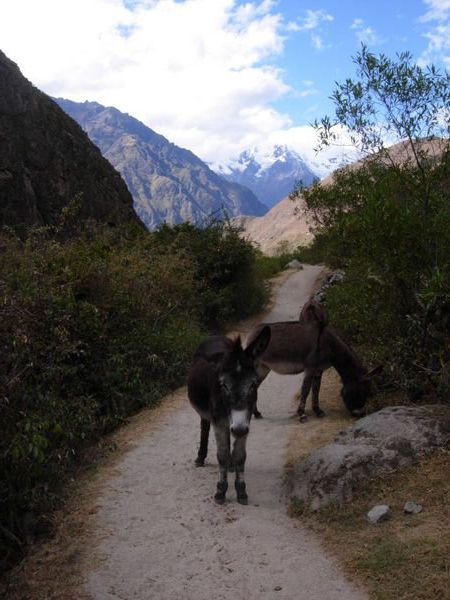 Donkeys on the Trail!