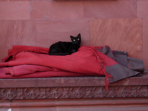 Black Cat Resting at the Mosque
