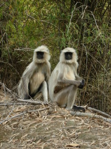Langur Monkeys Resting