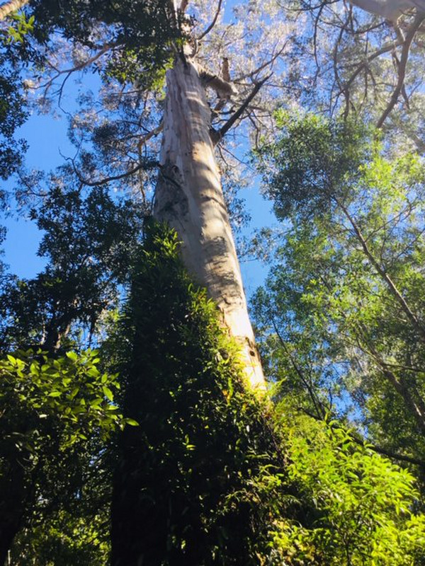 Wonderful Trees at Mait's Rest