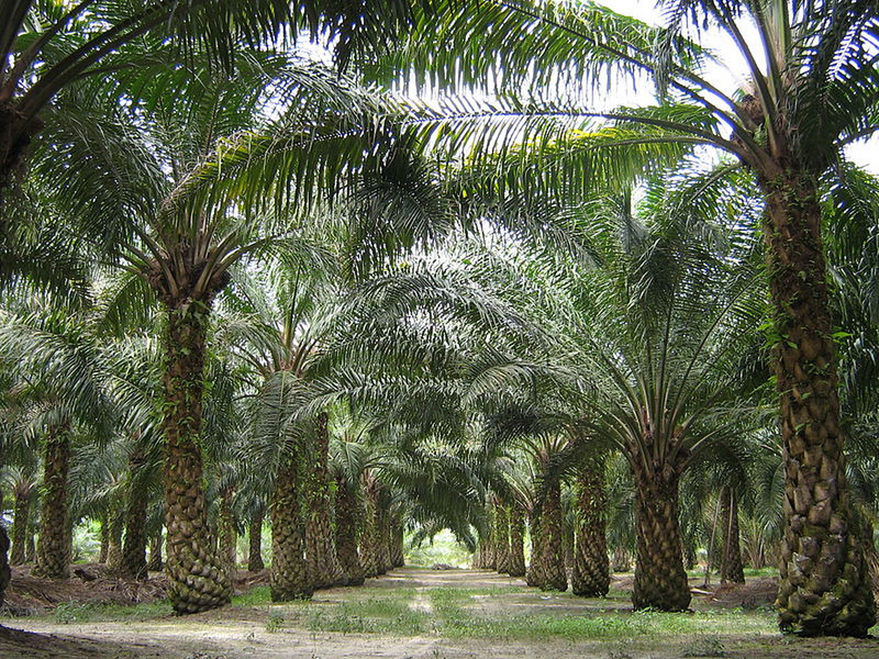 Palm Plantation in Malasia