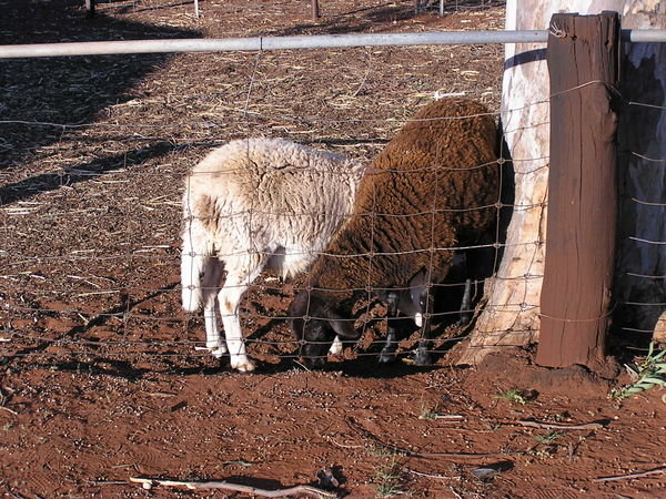 Damara Sheep