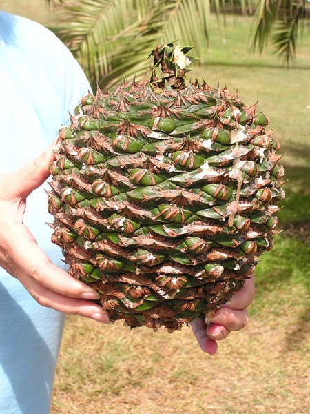 Bunya Pine Cone | Photo