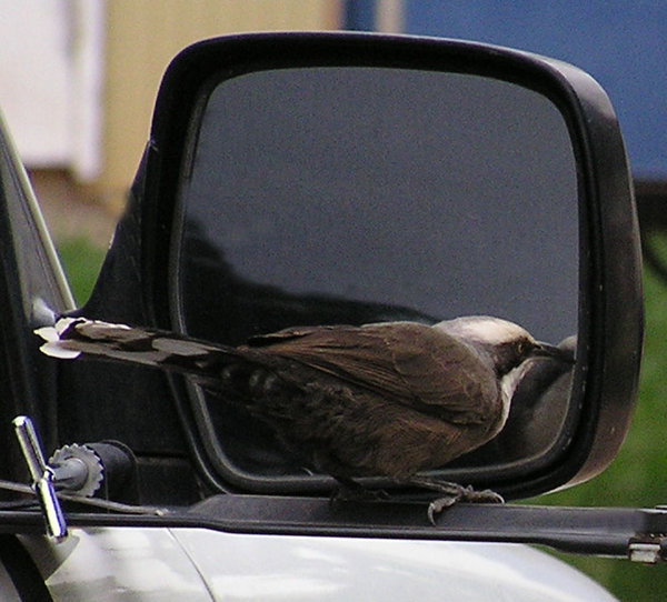 Baby Butcher Bird | Photo