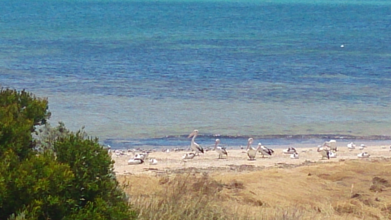 Pelicans at Venus Bay