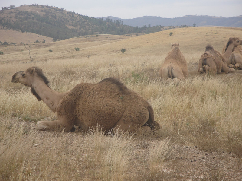 Our First Feral Camels