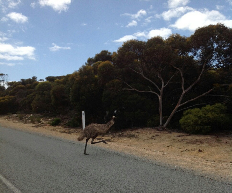 Why Did the Emu Cross the Road