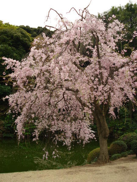 More cherry blossoms!